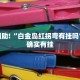 教程辅助!“白金岛红拐弯有挂吗”其实确实有挂